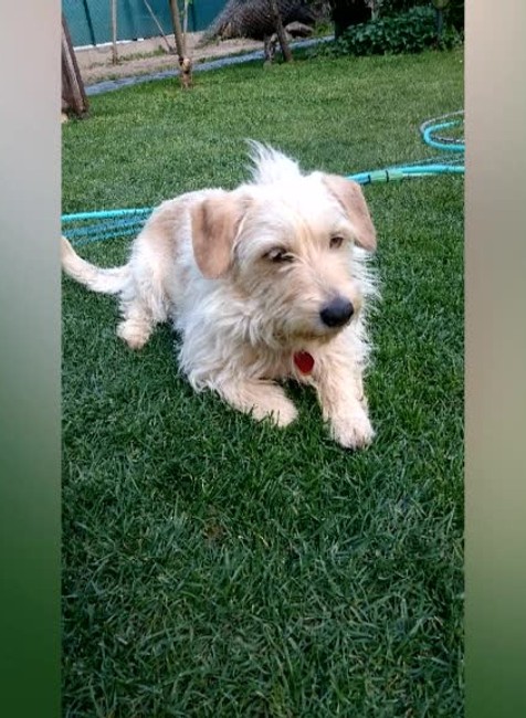 KN Strielal na psa385