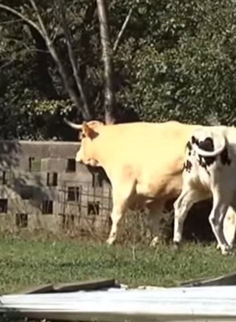 Vol, 2 tony, Španielsko