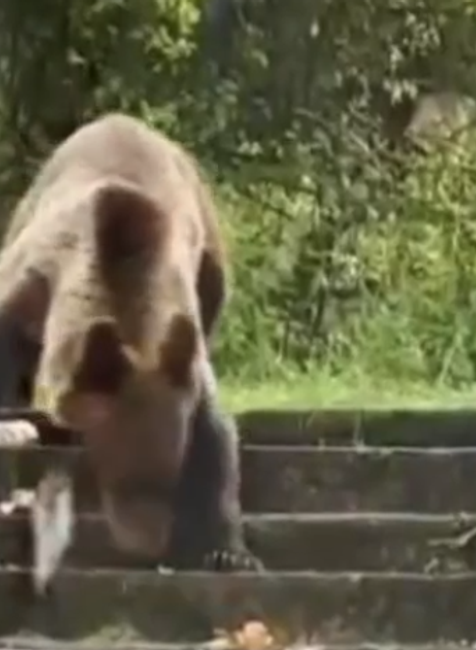 Už niekoľko dní Ružomberok pravidelne navštevuje mladý medveď. Neodplašia ho už ani policajné sirény