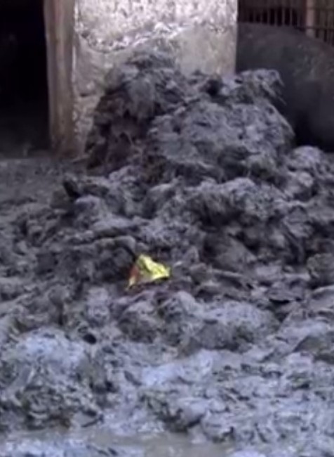 Obyvateľov trápi neznesiteľný zápach a potkany. Majiteľ ošípaných ignoruje aj úrady 