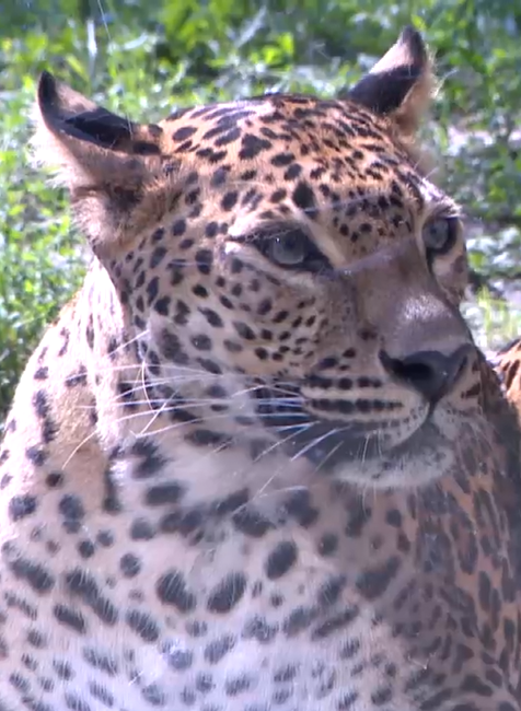 leopard