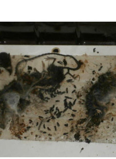 mŕtve hlodavce a výkaly