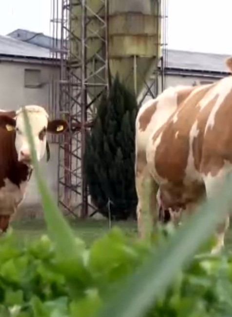 Potravinová sebestačnosť