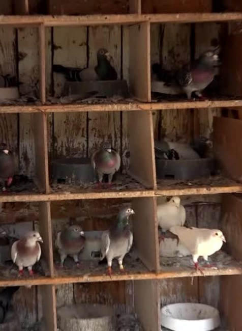 Majiteľ prichytil zlodeja pri čine. Kradol mu holuby3409