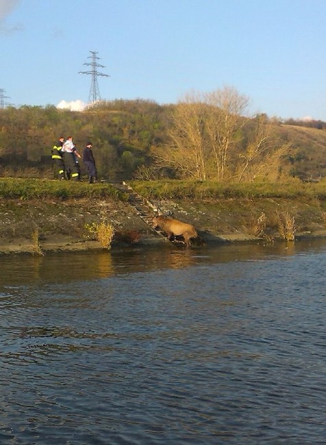 Hasiči zachránili jeleňa uviaznutého v derivačnom kanáli Váhu (4)