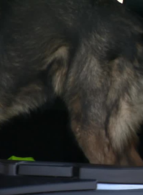 [multi] Drogova razia 544