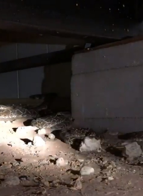 VIDEO: Muž mal pod domom 45 štrkáčov. Tvrdil, že ich je tam len pár