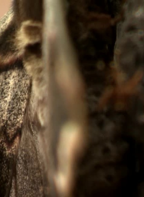 [multi] V Čachticiach našli mega motýľa. Má až 16 centimetrov 3217