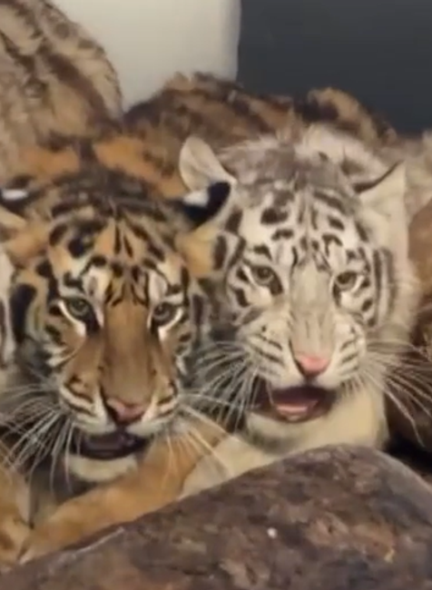 tiger tigre il