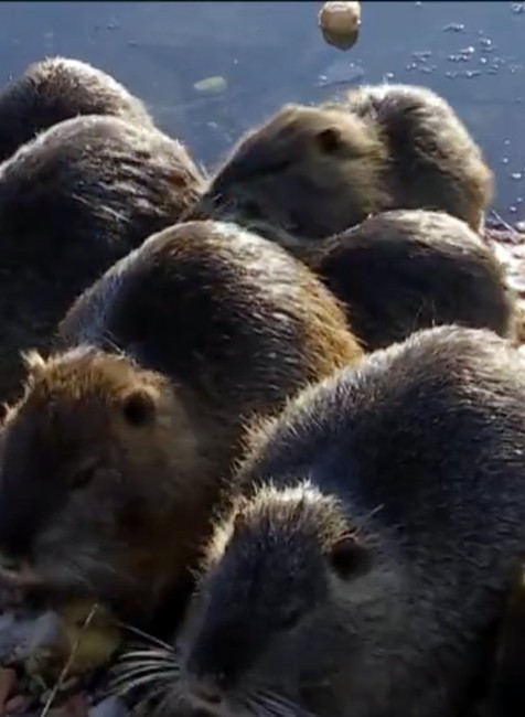 Chovali ich na mäso a kožušinu. Na Slovensku sa im zapáčilo aj vo voľnej prírode