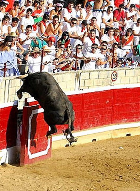 Býk vtrhol na tribúnu