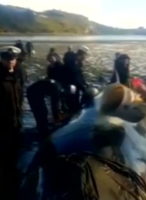 V Čile vyslobodili uviaznutú veľrybu52