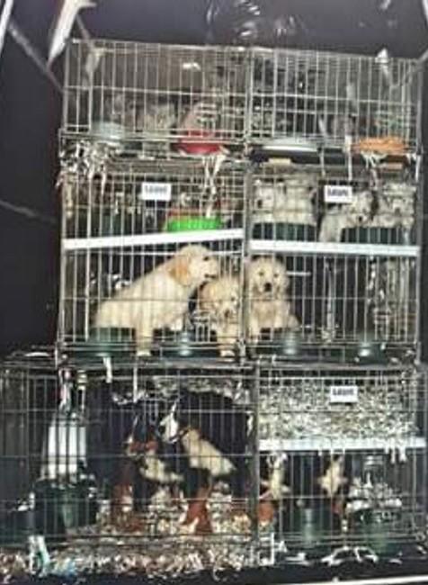 Zvieratá v dodávke