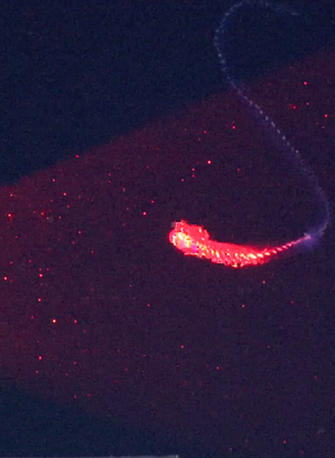 siphonophore