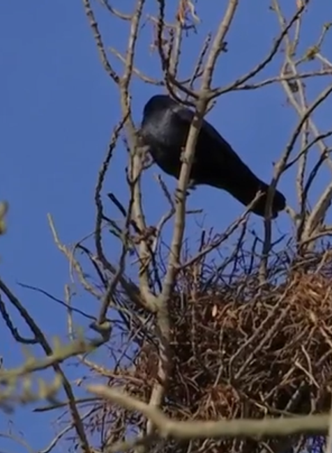 Havrany v Nových Zámkoch 