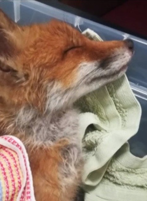 Líšku Megan pustili 