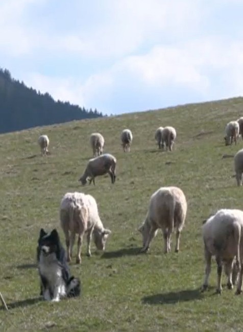 Pán Črep z Liptovskej Lúžnej bol od detstva spätý s ovčiarstvom.