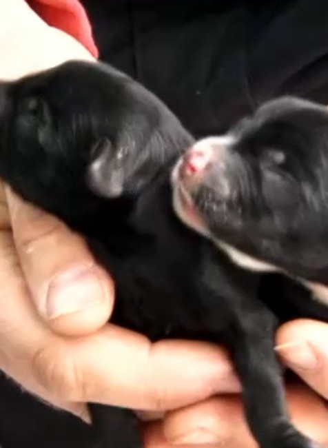 vyhodené šteniatka 1