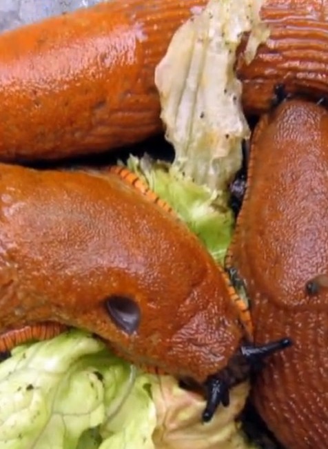 Otužilý slimák pustoší úrodu v Rusku. Slovenskí záhradkári s ním bojujú rôzne