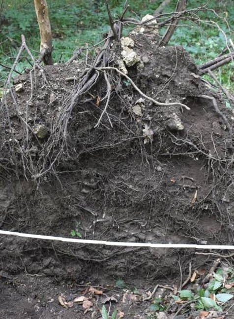 Pod vyvráteným stromom pri Piešťanoch našiel turista strieborný poklad zo stredoveku