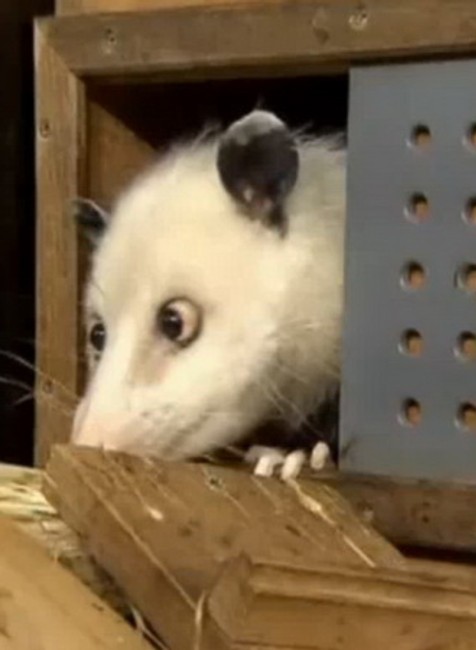 Škuľavá vačica Heidi 1