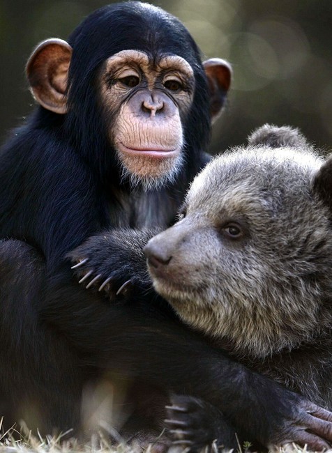 Mláďatá šimpanz grizly medveď medvedík priatelia safari park