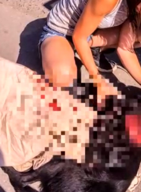 Pracovníci kastračného programu tvrdia, že v okolí dediny niekto strieľa psy 