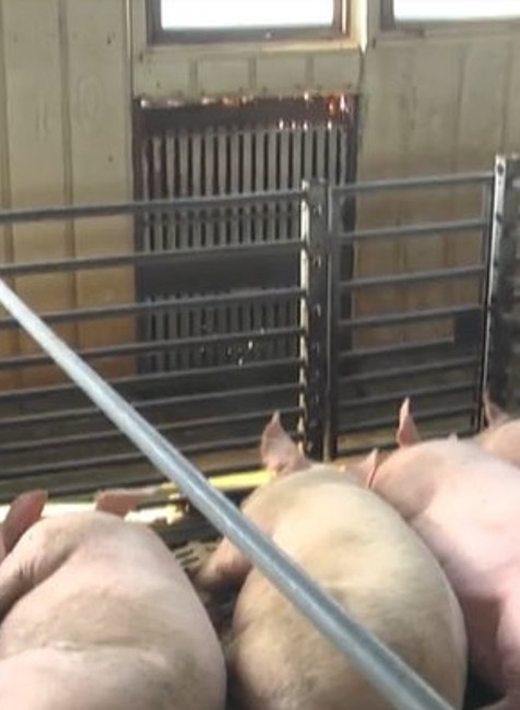 Na Slovensku prebehla veľká prasacia amnestia.