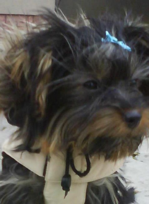 Abbey stratená v Leviciach