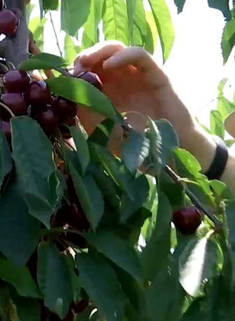 ovocinári a pálenka