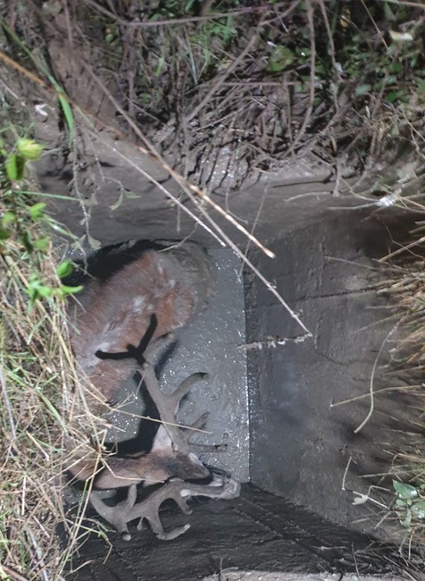 Záchrana jeleňa zo šachty