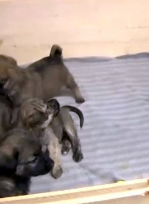 Krutý osud piatich šteniatok. Majiteľ ich nechal napospas krutej zime