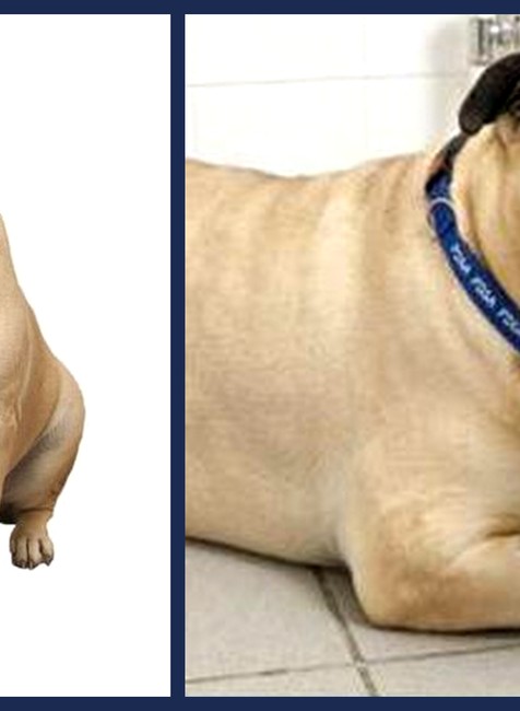 Bull mastiff Mizzy tučný pes psík