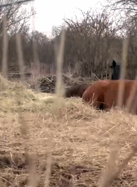 Päť koní zmizlo bez stopy. Majitelia ponúkajú nemalú odmenu