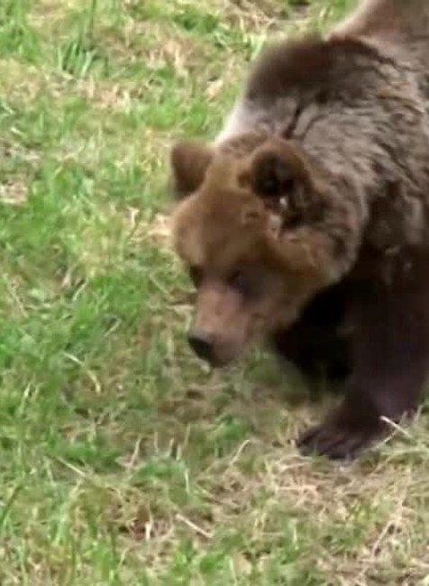 Medveď útočil4791