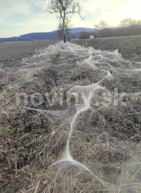 pavúky plachtárky Diviacka Nová Ves (3)