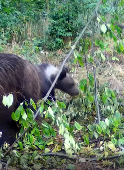 Medvede strácajú plachosť