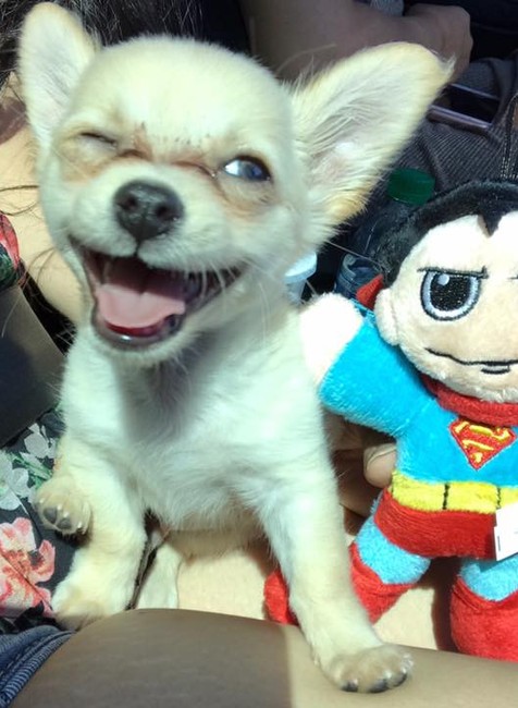 Chewy, šteniatko