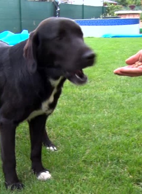 Ulicami Prievidze a túlali tri stratené psy. Nechceli ich zobrať ani do karanténnej stanice