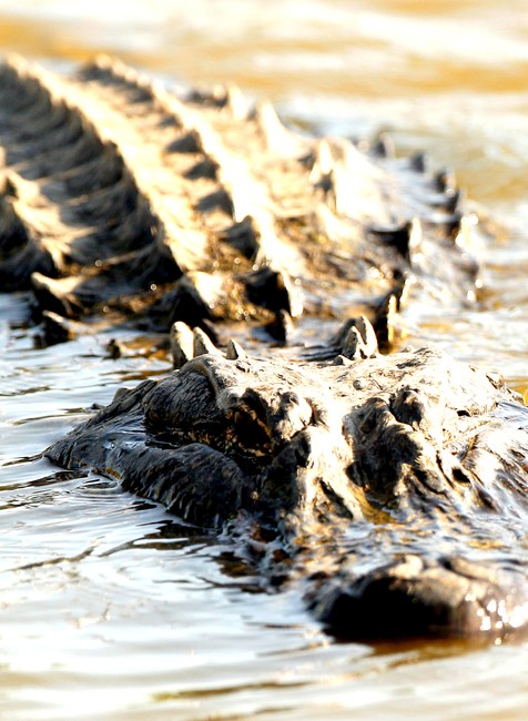 aligator voda