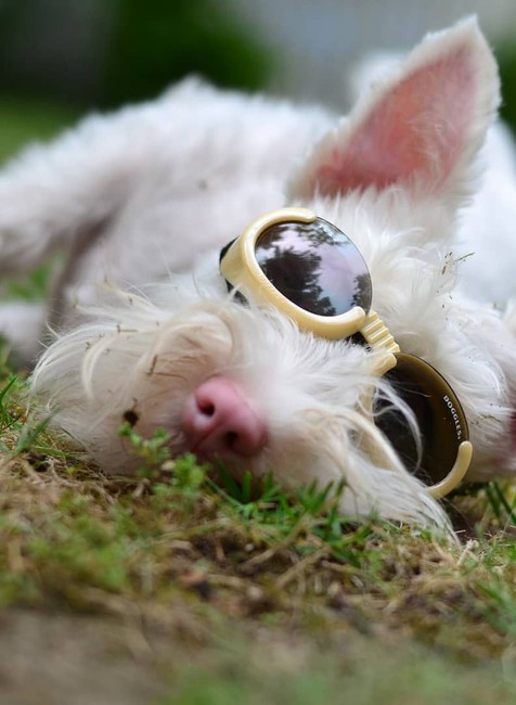 Pes musí nosiť slnečné okuliare a natierajú ho opaľovacím krémom