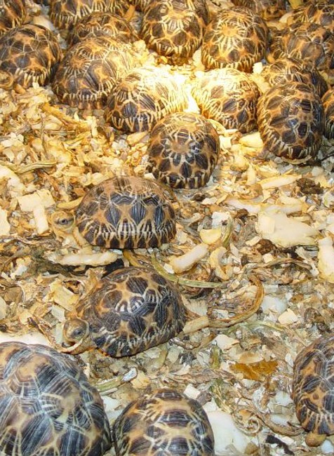 Exemplár colníci zabavenie korytnačky