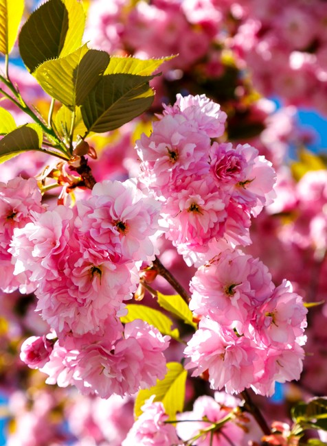 03042024_sakura_4032339