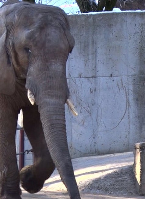 Slony dostanú nové bývanie 