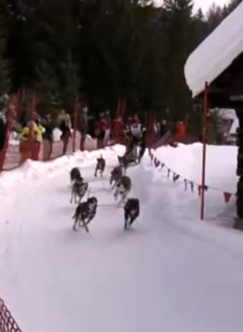 FOTO: Na majstrovstvách v psích záprahoch sa do súťaže zapojili aj kríženci z útulku