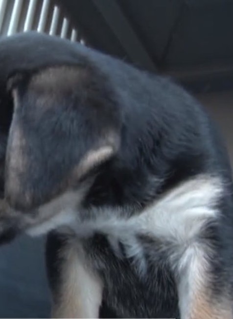 Šteniatko zamkli v skrinke.