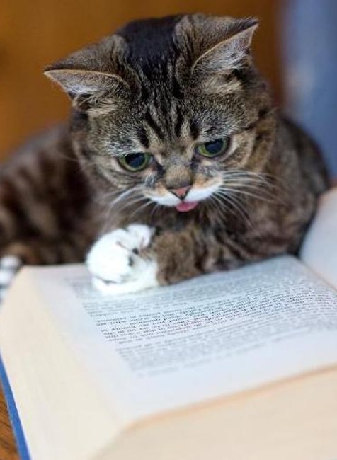 Mačka Lil Bub internetová senzácia