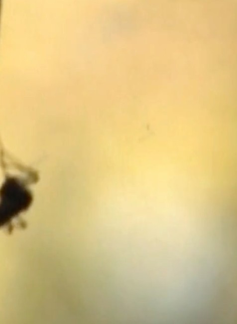 Uštipnutie komárom