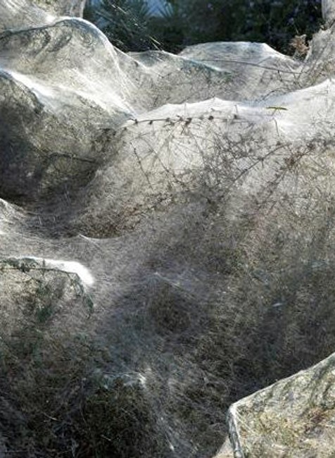 Pavúčia sieť na pobreží Grécka