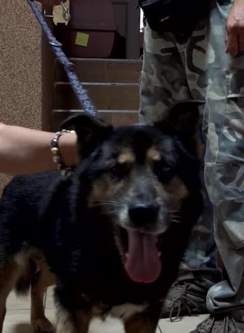 Hasiči zachránili psa2619